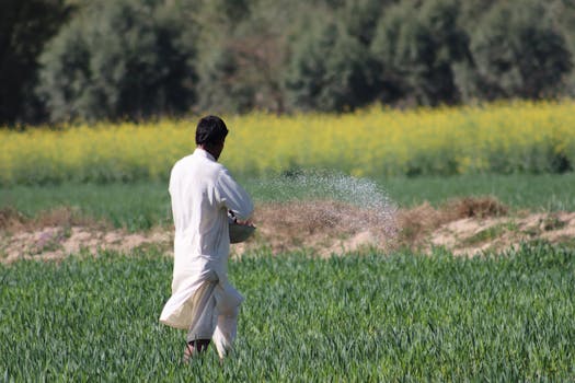 A farmer in traditional attire spreads fertilizer in a lush green field.