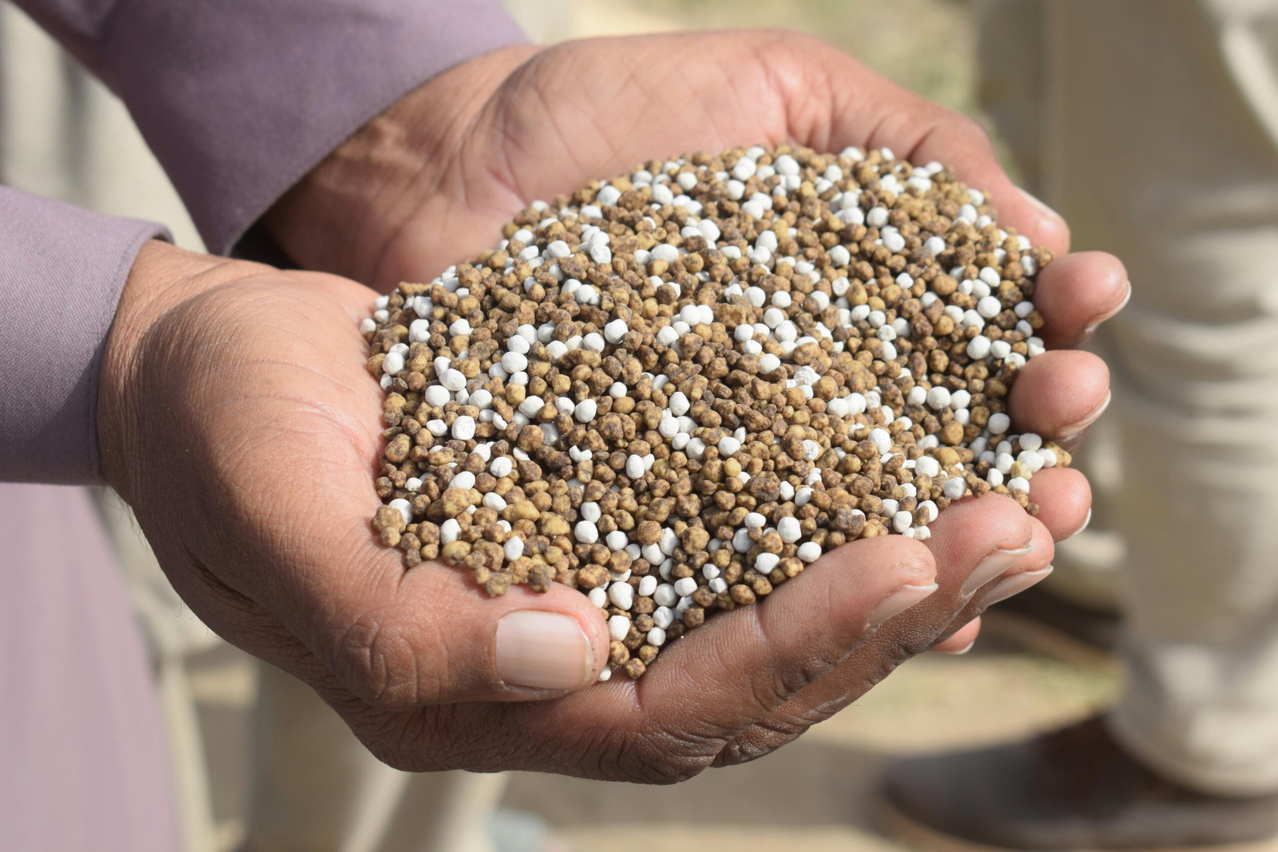 Home Close-up of hands holding granular fertilizer in Bahawalpur, Pakistan.